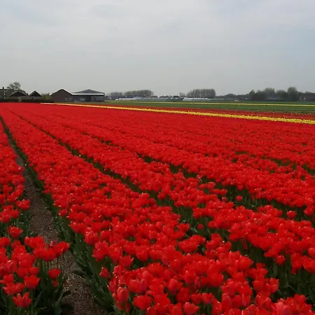 House Hébergement de vacances Noordwijkerhout